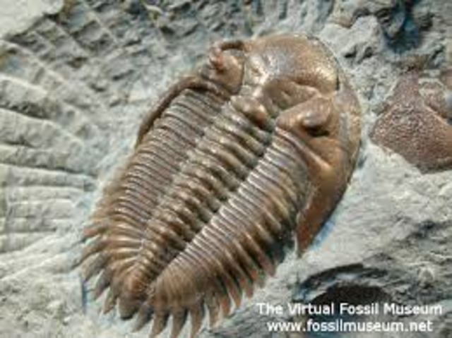 Cambrian Period Begins