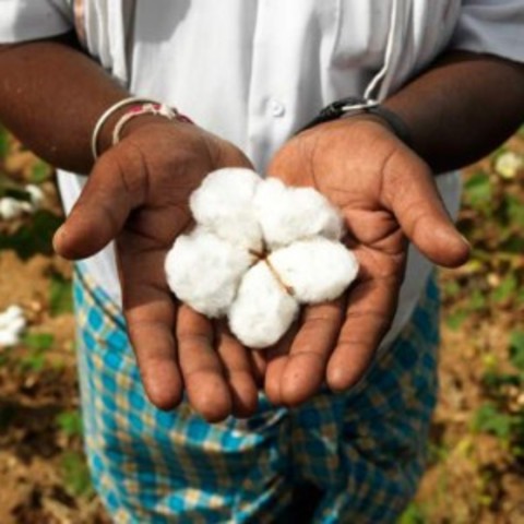 Es prohibeix la importació de teixits de cotó.  (Espanya)