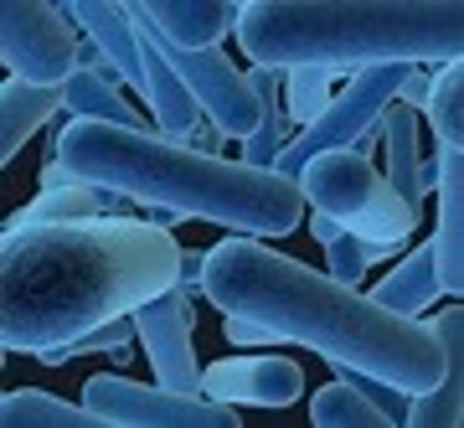 Anton Van Leeuwenhoek