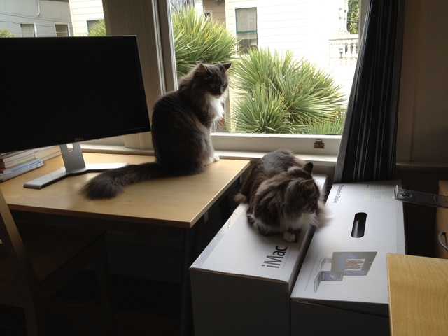 Got the Macs and cats (Buttons and Snaps!)