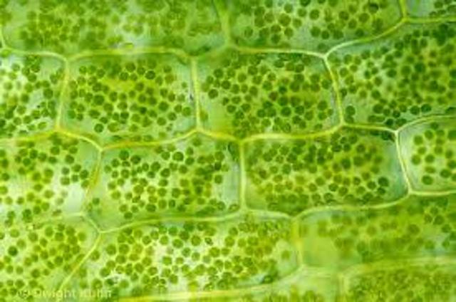 Matthais Schleiden showed that all plants are made of cells.