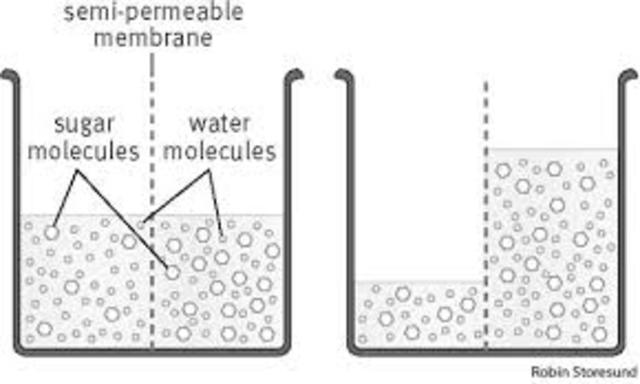 Henri Dutrochet discovered and named osmosis.