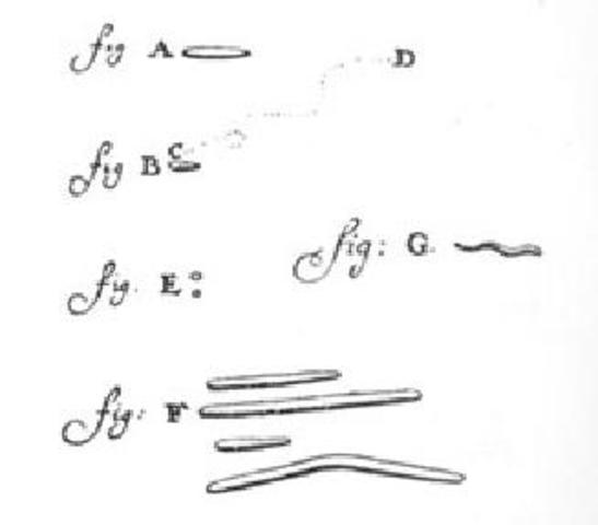 Leeuwenhoek