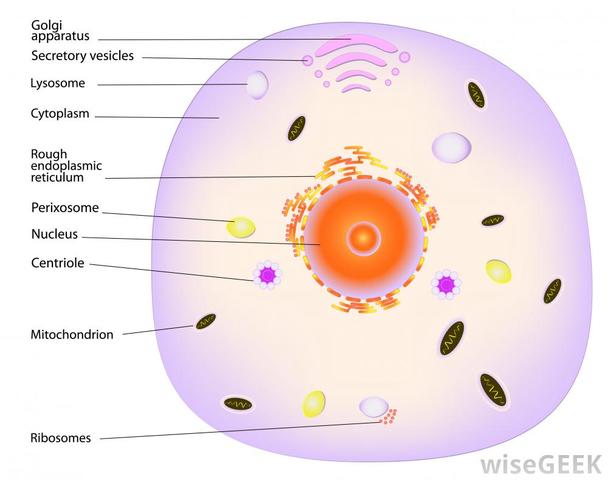 Dujardin's Discovery