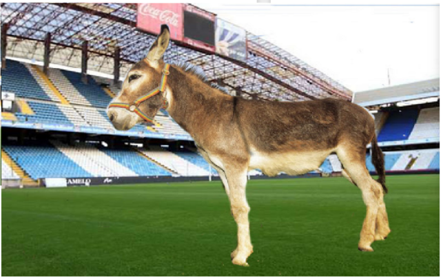 El burro