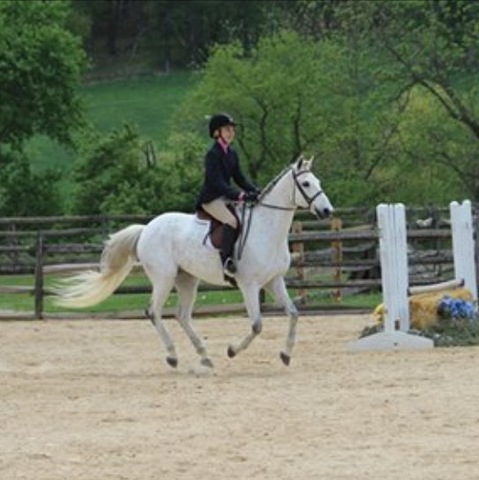 Tator colics and needs treatment - Pet insurance