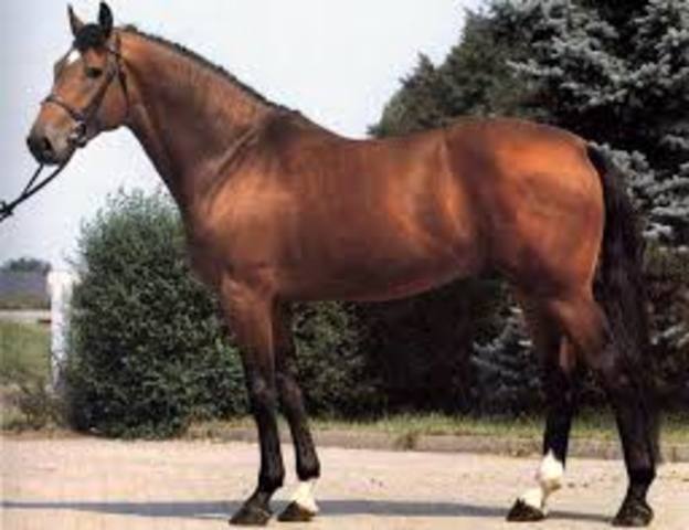 Get a new horse- pet insurance