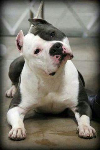 Adopt 3 dogs - 2 Pitbulls and a Huskey