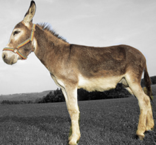 Imagen de un burro
