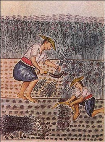 Nueva España se vueleve una gran exportadora de materias primas