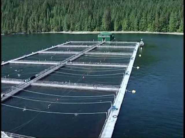 Salmon farms