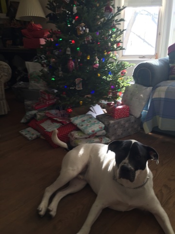 Zazu my pitbull is welcomed to the family