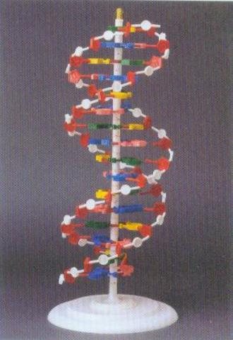 Double Helix Model for DNA is Formulated