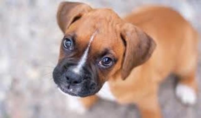 Getting two small boxer's