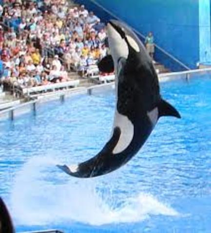 Shamu