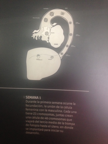 SEMANA 1