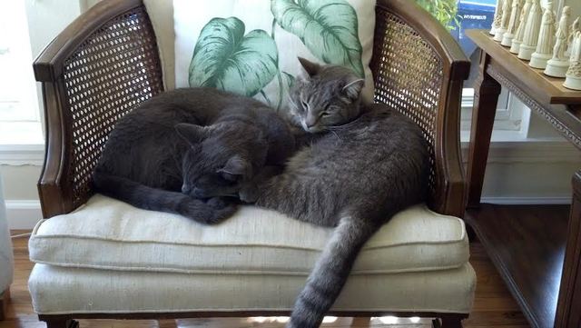 Obtuve gatos nuevos: e