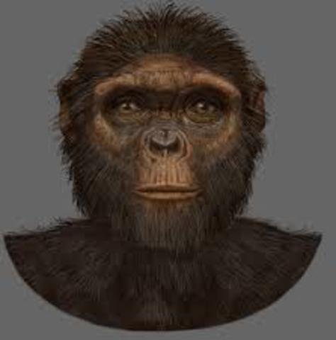 Ardipithecus