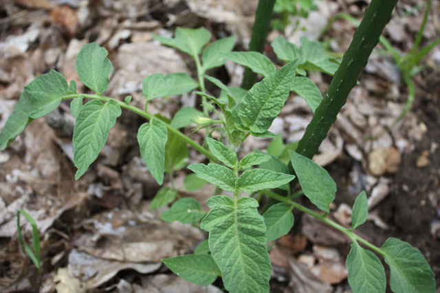 First Flowers on Peter's Stupice