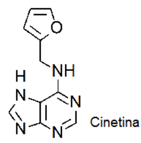 Aislamiento de Cinetina