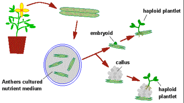 Producción plantas haploides
