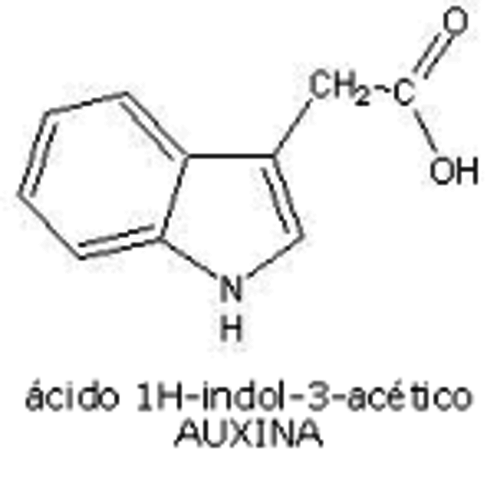 Aislamiento de auxinas
