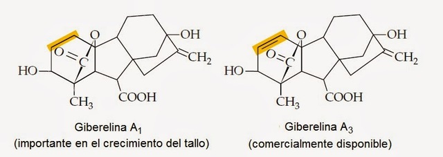 Aislamiento de Giberelinas