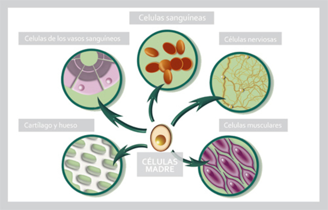 Células Diferenciadas
