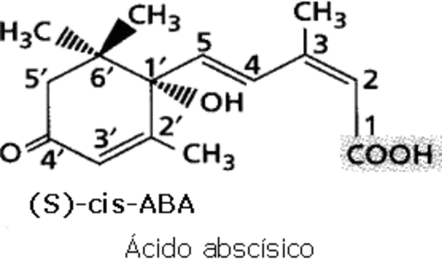 Descubrimiento del ácido Abscísico.