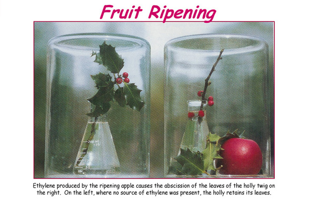 Etileno responsable de las anormalilades en las plantas