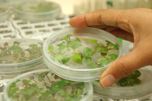 tejidos vegetales in vitro