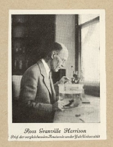 Crecimiento de fibras nerviosas en cultivo