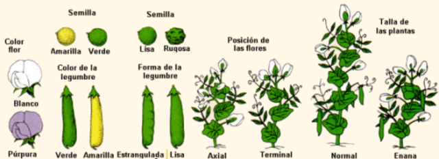 Leyes de la Herencia - Gregor Mendel