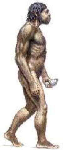 Homo neandertalensis