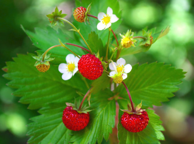 The wood strawberry
