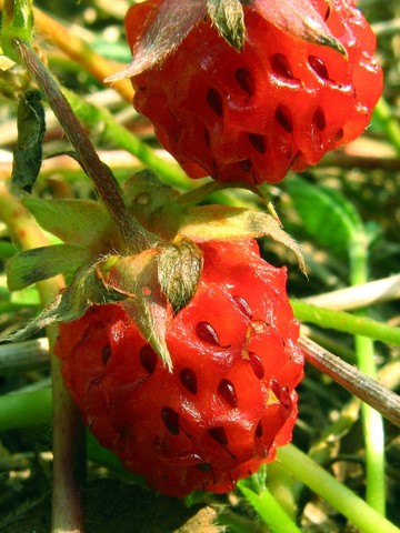 The Virginia Strawberry