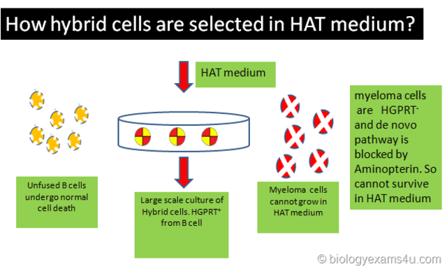 Medio HAT para crecimiento Selectivo.