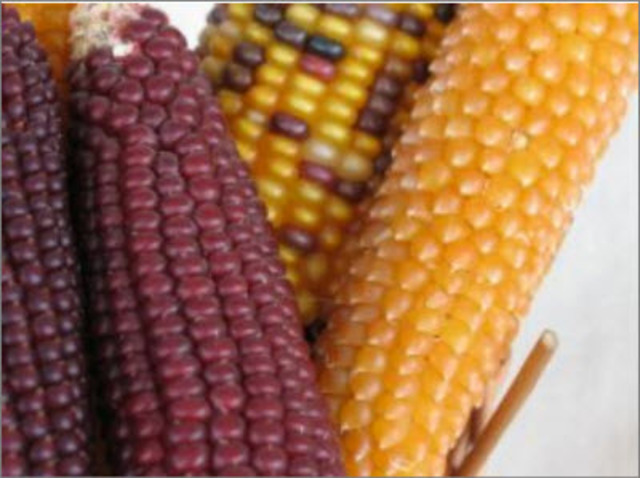 hybrid maize
