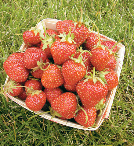 Where did it start growing in the U.S.?