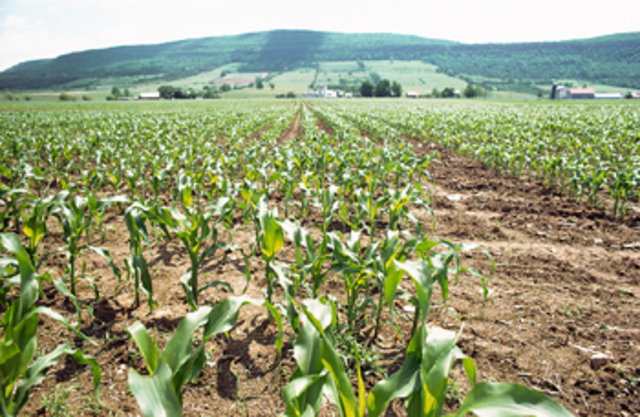 when did generic corn start