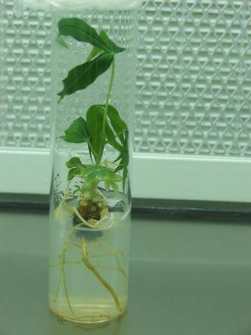 Tecnología in vitro