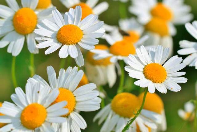 kutchin plantas medicinales