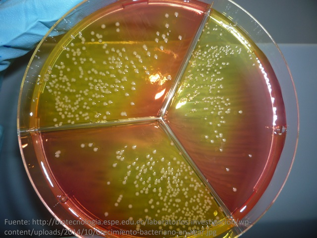 Auge de ciencia en Ingenieria Quimica VII