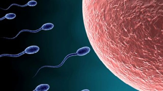 Semana 1 (Primer Trimestre)