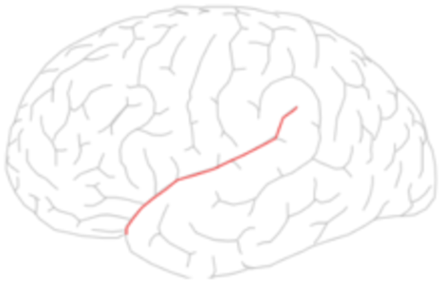 El cerebro del genio