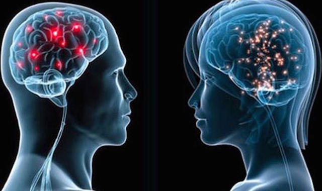 Un inteligente cerebro en cookies