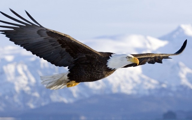 The Bald Eagle