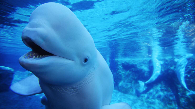 Beluga Whales Discovered