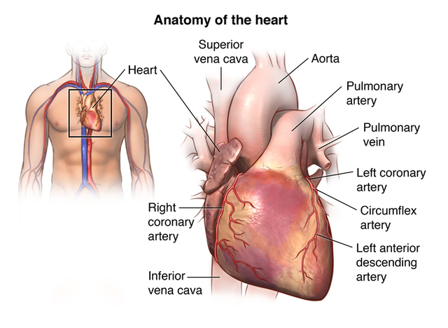 1st Heart transplant