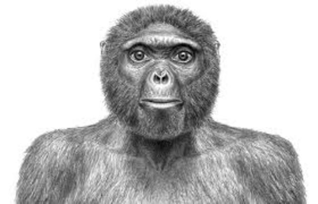 Ardipithecus Ramidus
